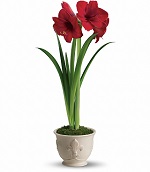 To see the large flower image, click here.
